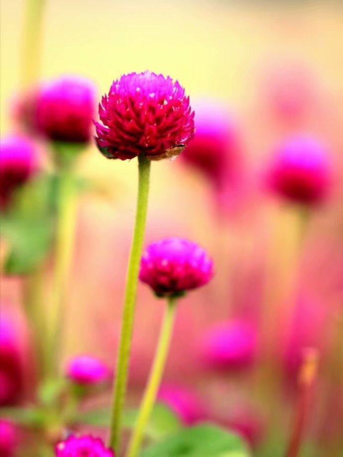 花開詩話 千日紅 中國熱點