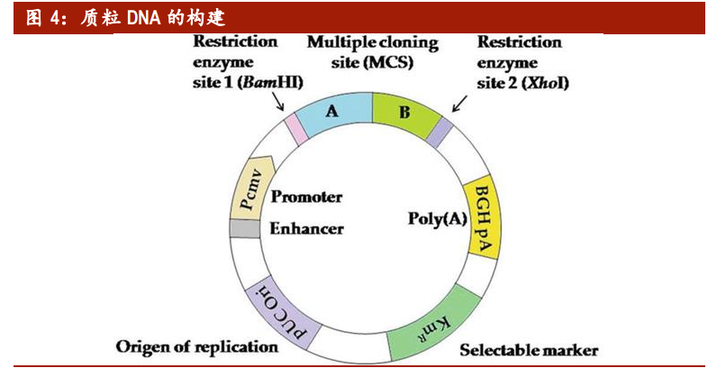 医药行业深度报告：拥抱生物医药第三次革命，基因治疗根基稳固