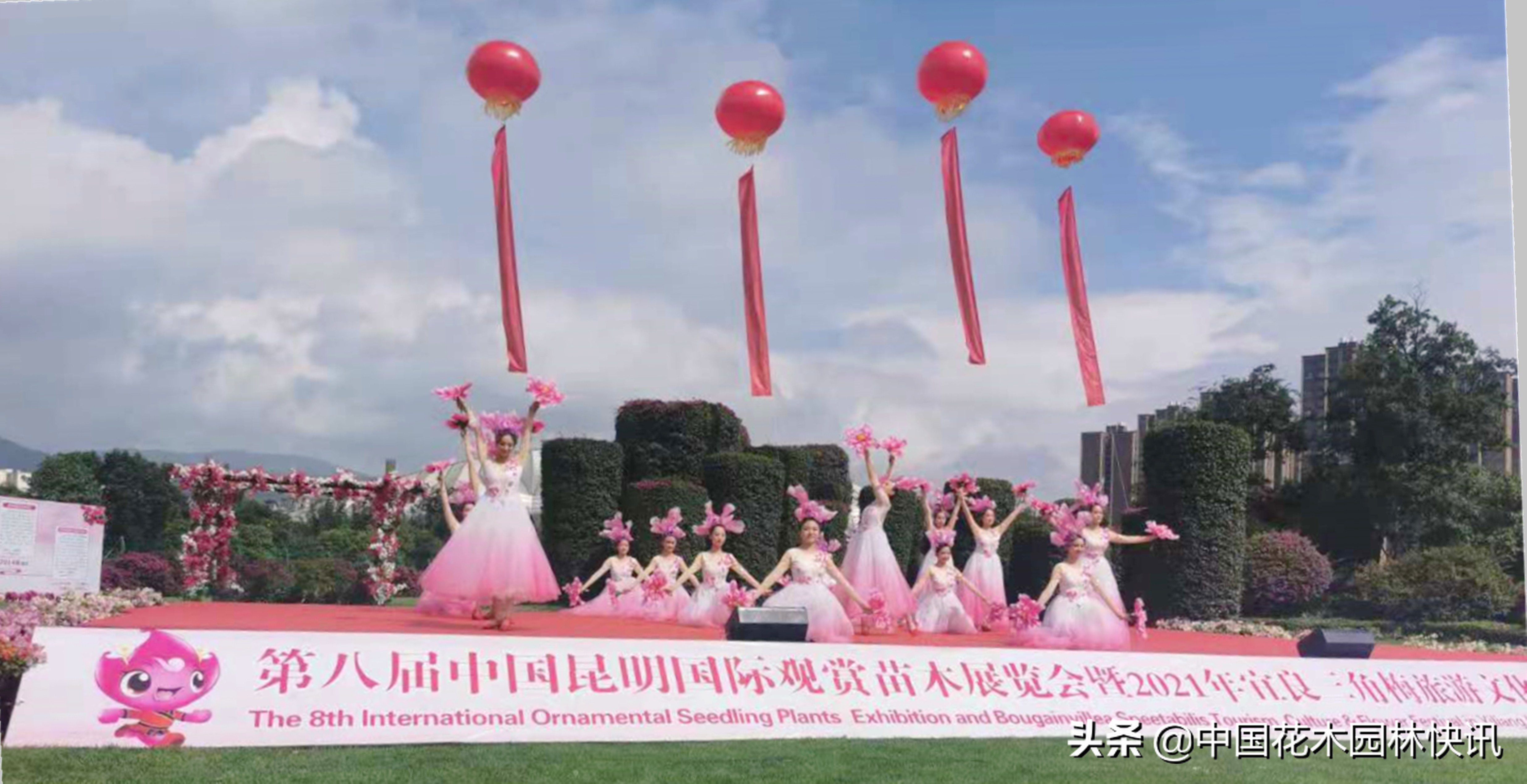 昆明宜良三角梅旅游文化花街節(jié)開幕：“路上花街”變“線上展示”