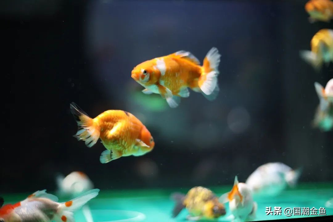 × of national wet goldfish is clear and bright: How does goldfish life talk about death with the child? 