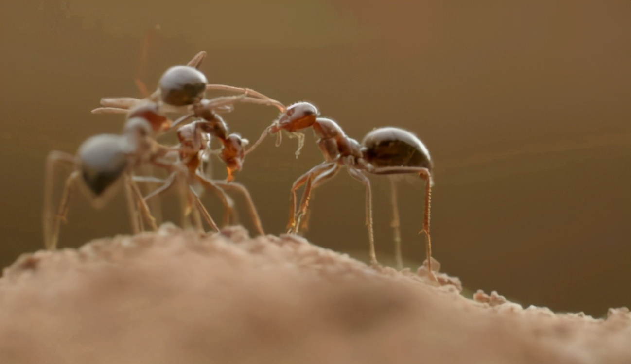蚂蚁影响战局：将军解手时候发现蚂蚁，立即下令撤退，违者斩