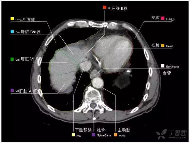 掌握这篇解剖，晋级腹部CT影像诊断高手（精细版）