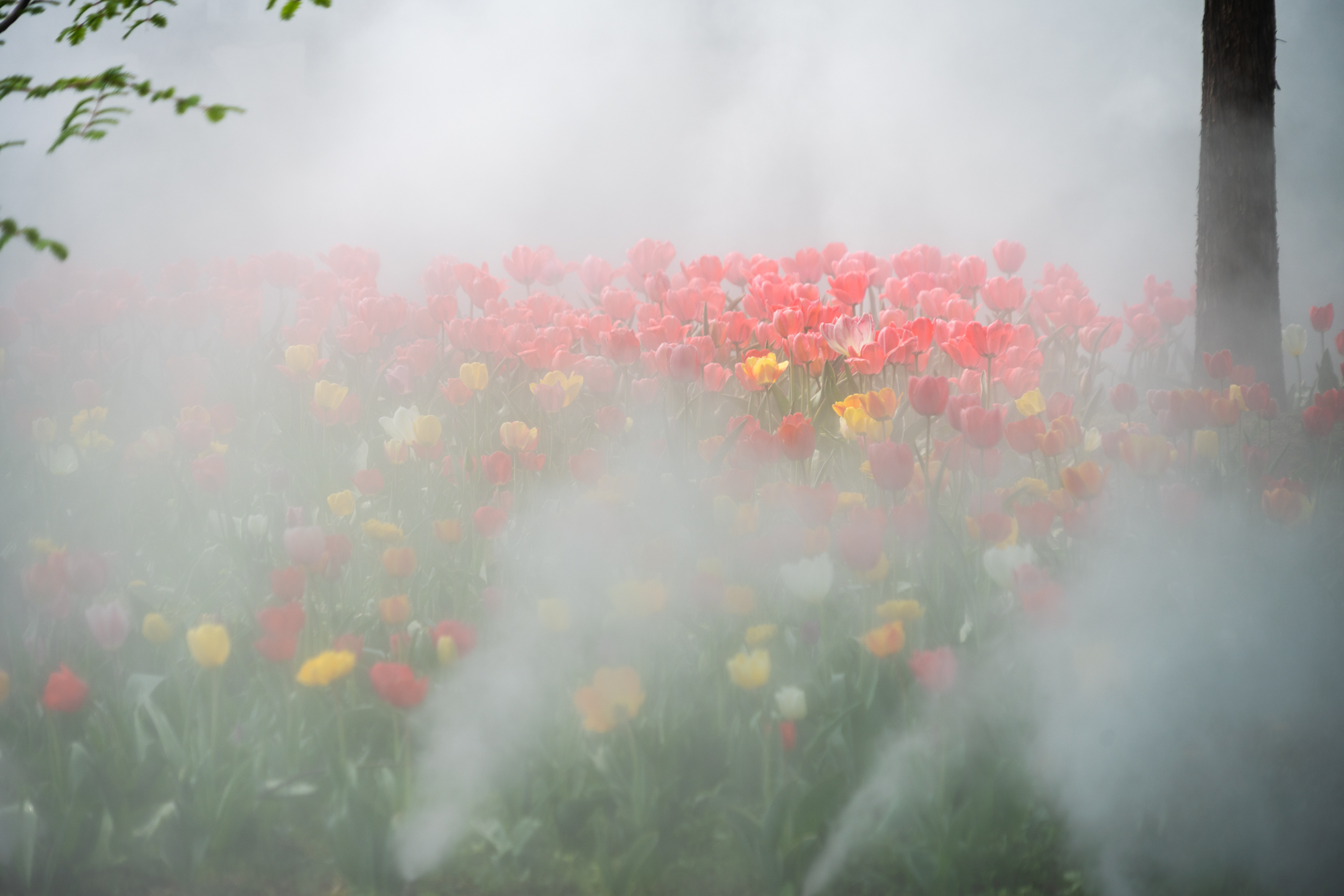 邂逅北京国际鲜花港，弥补错过的遗憾，看郁金香又何必去荷兰