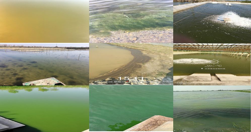八种常见水产养殖水质！速来辨别你的池塘
