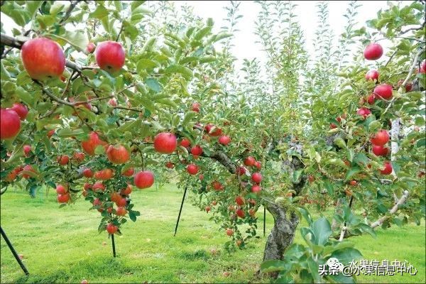 日本苹果为什么种的好？走进日本苹果第一大县“青森县”