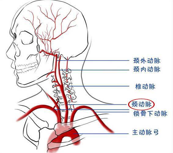 颈部血管图及名称图片