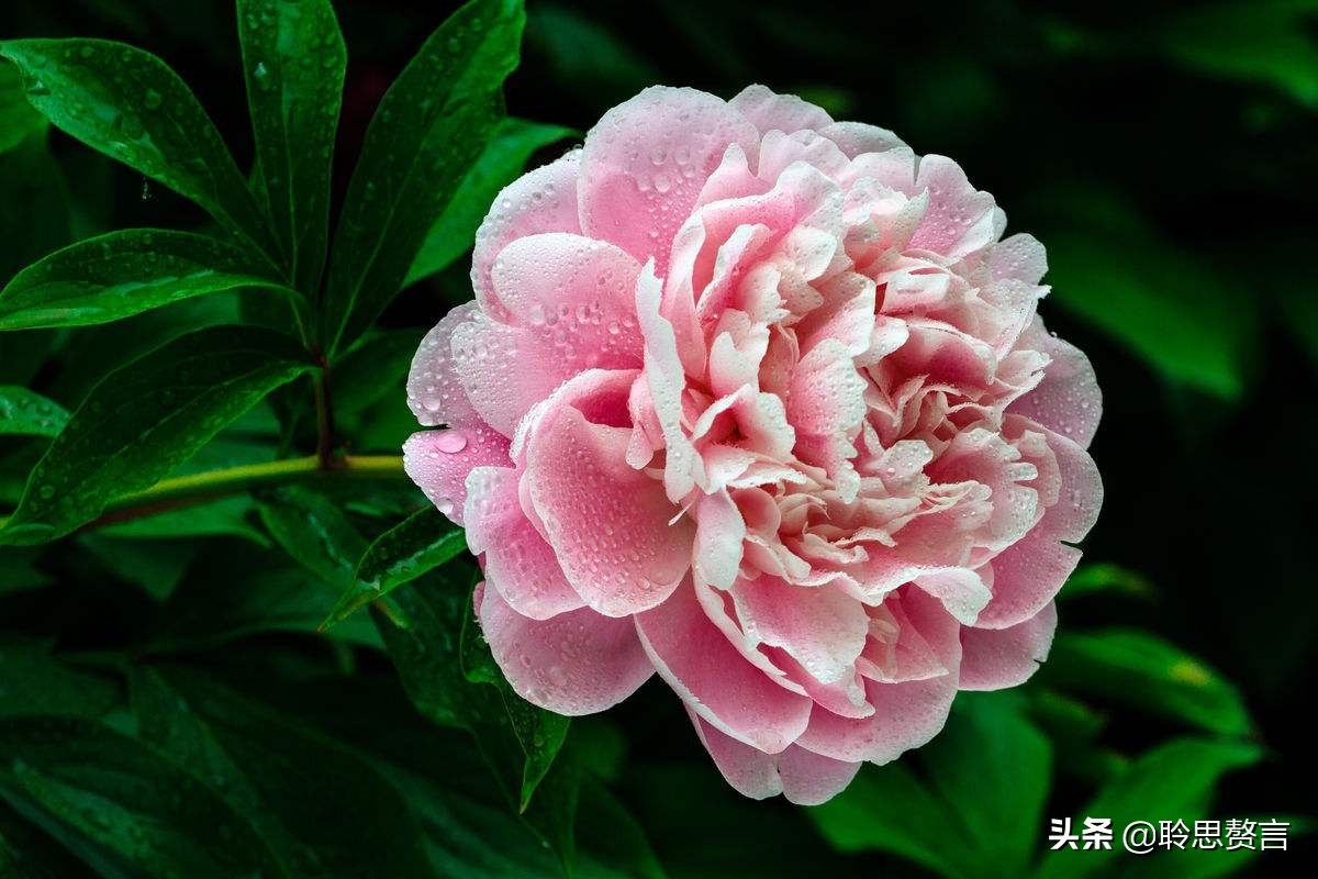 生日祝寿诗词精选四十二首 最美好的祝福，都在诗句里了-第14张图片-非凡网