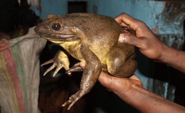 巨大体型,让哥利亚蛙建造更安全的巢,也让它们沦为了食物和宠物