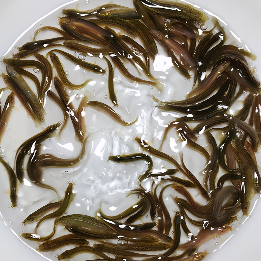台湾泥鳅人工繁育及鳅苗养殖技术