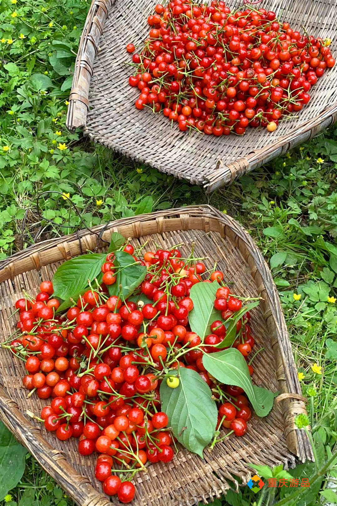 璧山樱桃登上央视,4月最热门的水果,好吃的重庆人都出动了