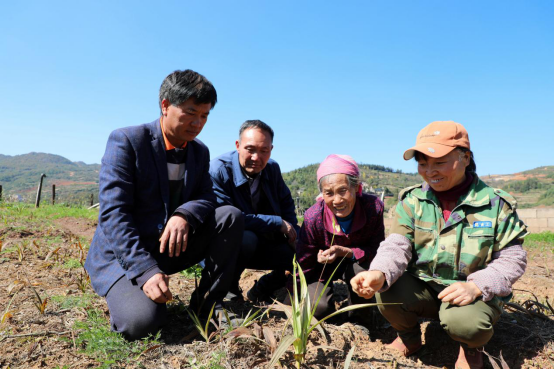 云南省罗平县：白芨产业带动乡村走出致富好路子