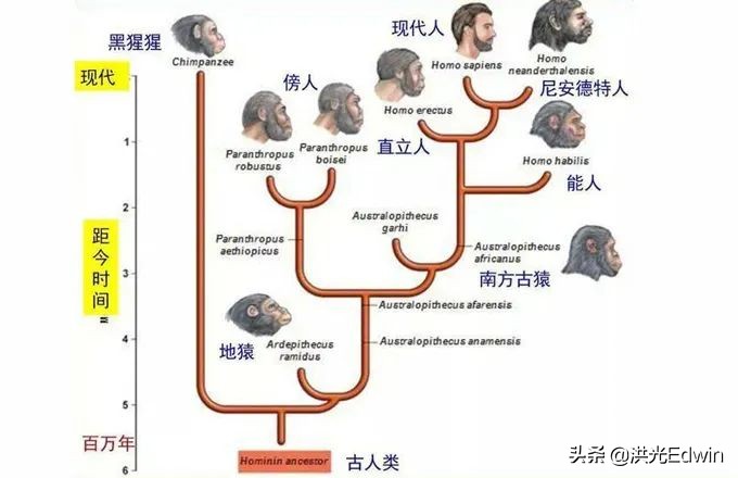 為什麽不同人種之間可以相互通婚，沒有形成生殖隔離？