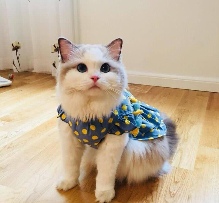 飼養“布偶貓”時，這幾大禁忌不能犯