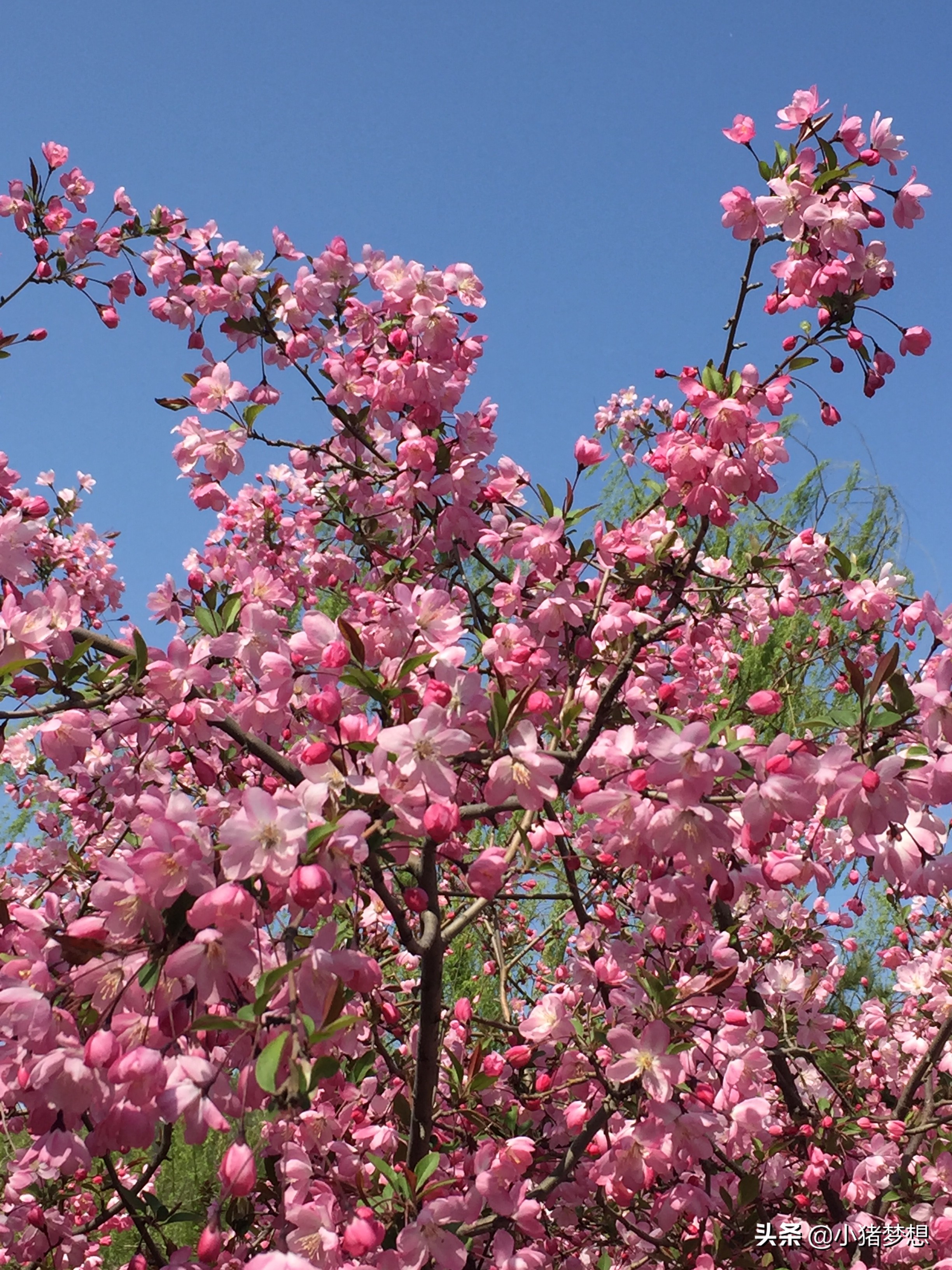 垂丝海棠简介(几个角度教你读懂垂丝海棠)