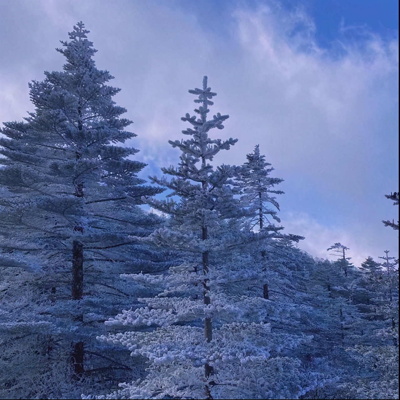 持续降温！昆明这里可以看雪