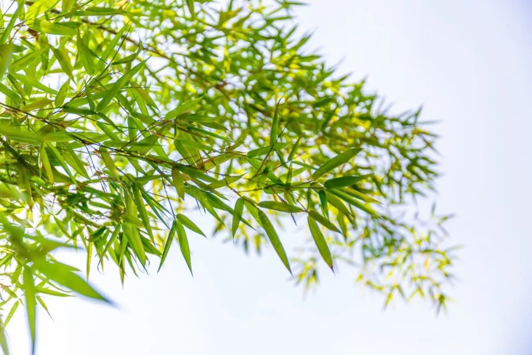 “竹”诗词：一竿修竹，数点芭蕉，伴你良宵-第9张图片-非凡网
