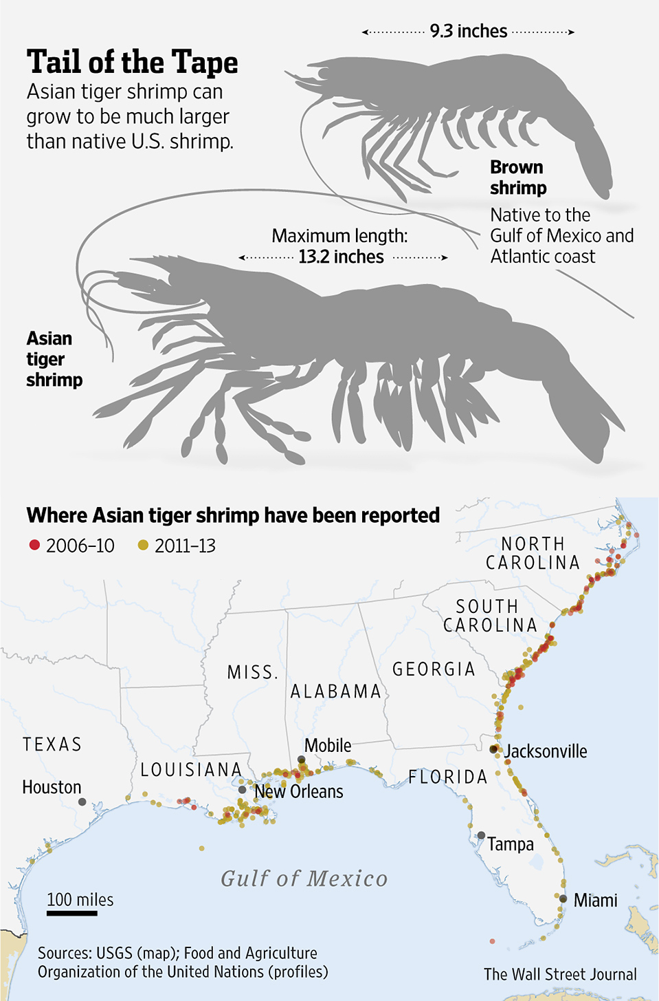 比亚洲鲤鱼还猛：跟手臂一样大的亚洲虎虾，美国人已经无计可施