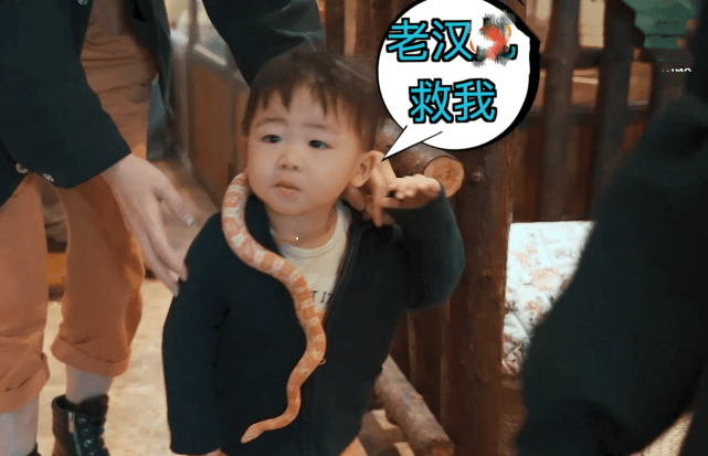 蔡少芬张晋携儿女喂流浪猫，一家五口幸福同框，鱼蛋小奶音超萌