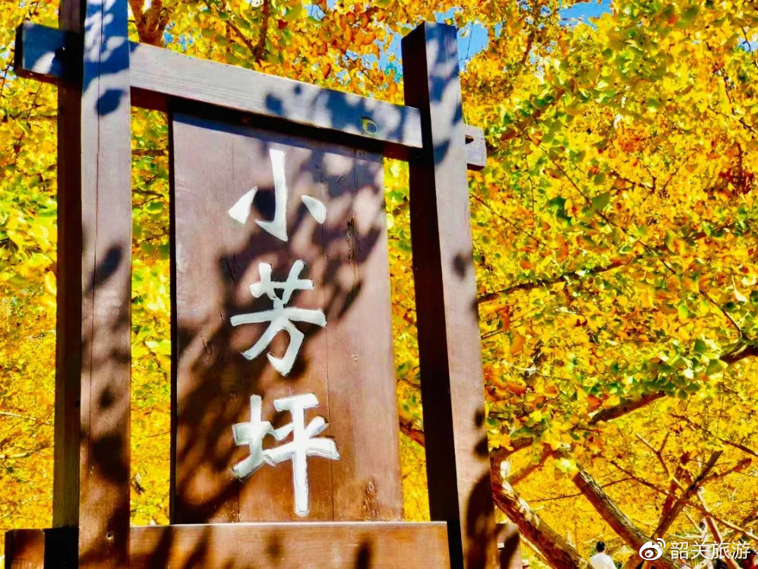 准备打卡！金丝皇菊花海、银杏...周末来南雄这条线，玩法不重复