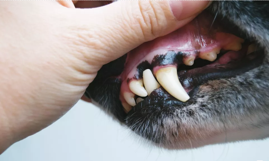 狗狗牙龈也会长肿瘤 而且还分两种类型 都需要动手术切除 巨小萌 科学养宠专业平台