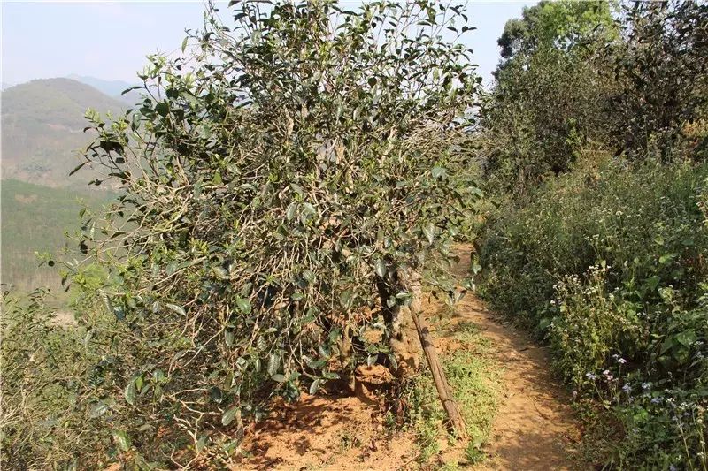 Tea garden " contract " go out, I raise you! 