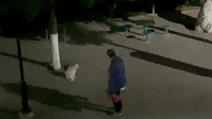 高校流浪猫深夜乱叫，被老师拦在路上教育，猫咪受训的样子太可爱