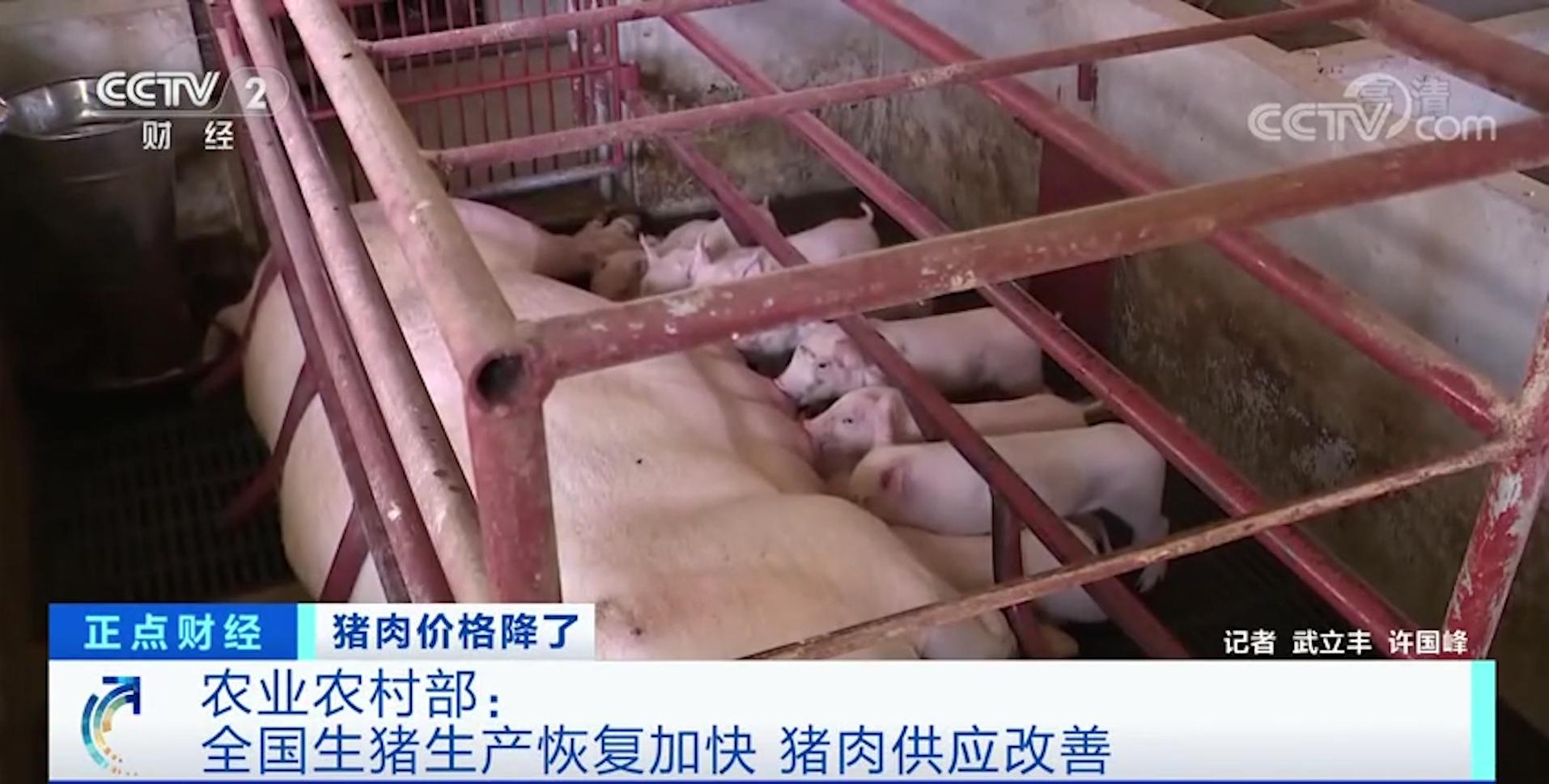 猪肉降价啦！农业农村部：全国生猪生产恢复加快 猪肉供应改善