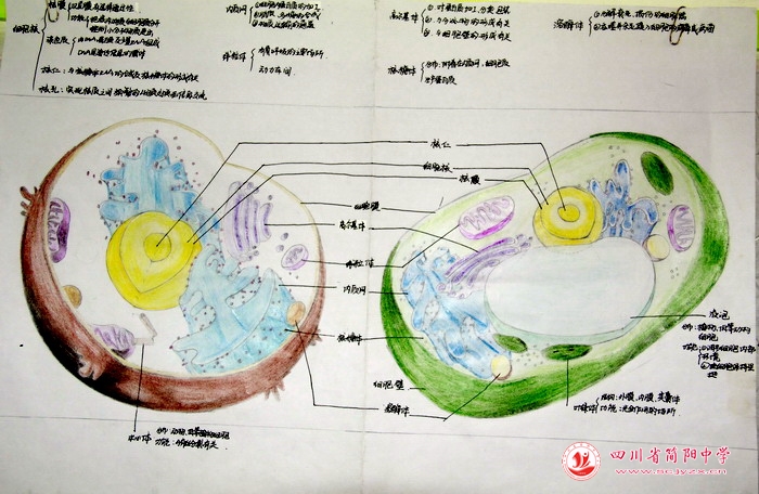 四川省简阳中学怎么样?首届生物学科节(图21)