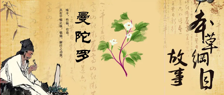 本草綱目 故事 曼陀羅花善麻醉 Psm藥盾公益 Mdeditor 本草綱目 故事 曼陀羅花善麻醉 Psm藥盾公益 Mdeditor