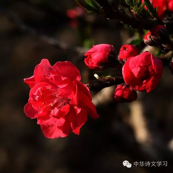 历代清明诗词50首，你知道多少？