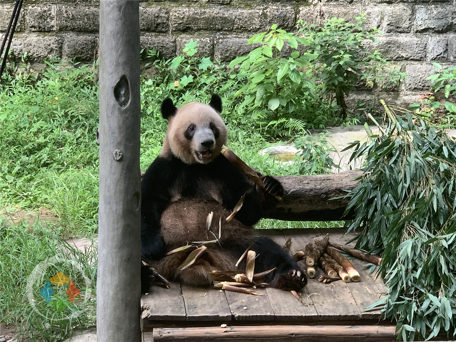 年纪最大的熊猫在哪里？重庆动物园的“新星”，迎来38岁生日