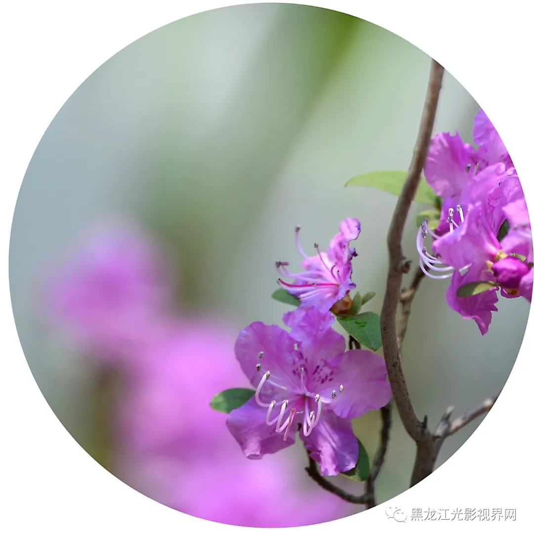 五月的鲜花再次“绽放”,你来了吗?