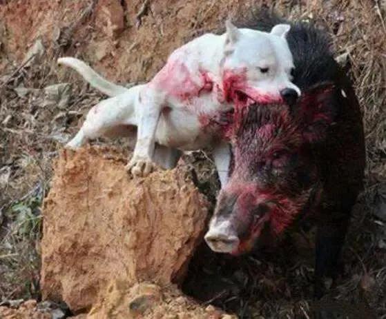 各国猛犬大全，建议收藏