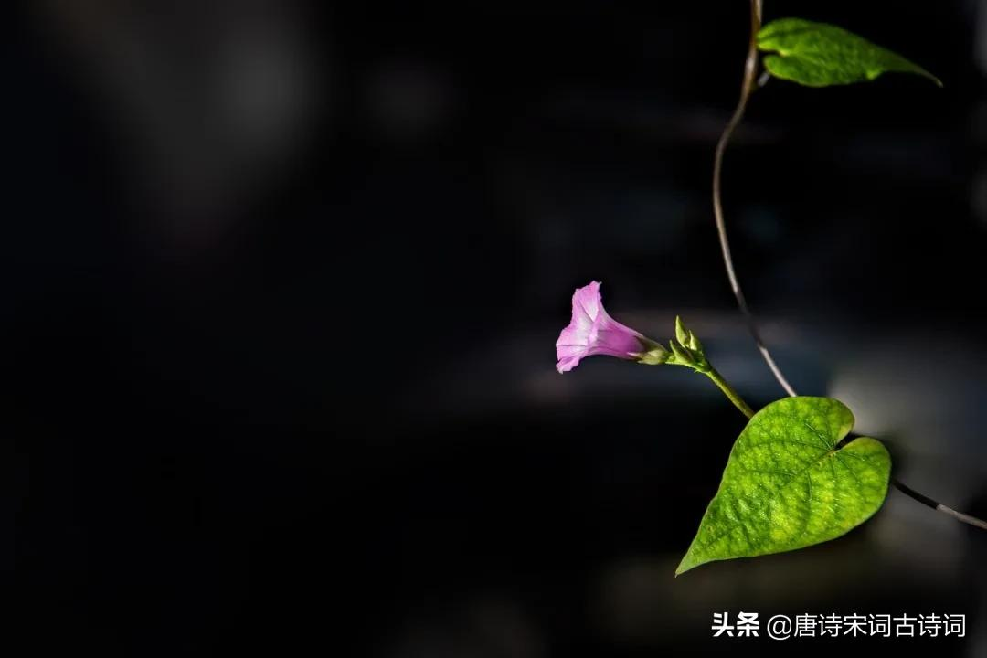 离离牵牛花，萦蔓绕业棘-第2张图片-诗句网