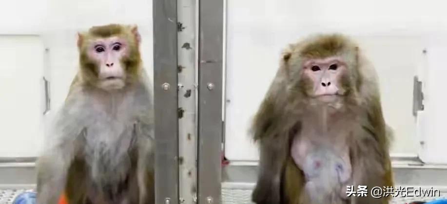 為什麽科學家要進行“人猴雜交胚胎”研究，目的是什麽？