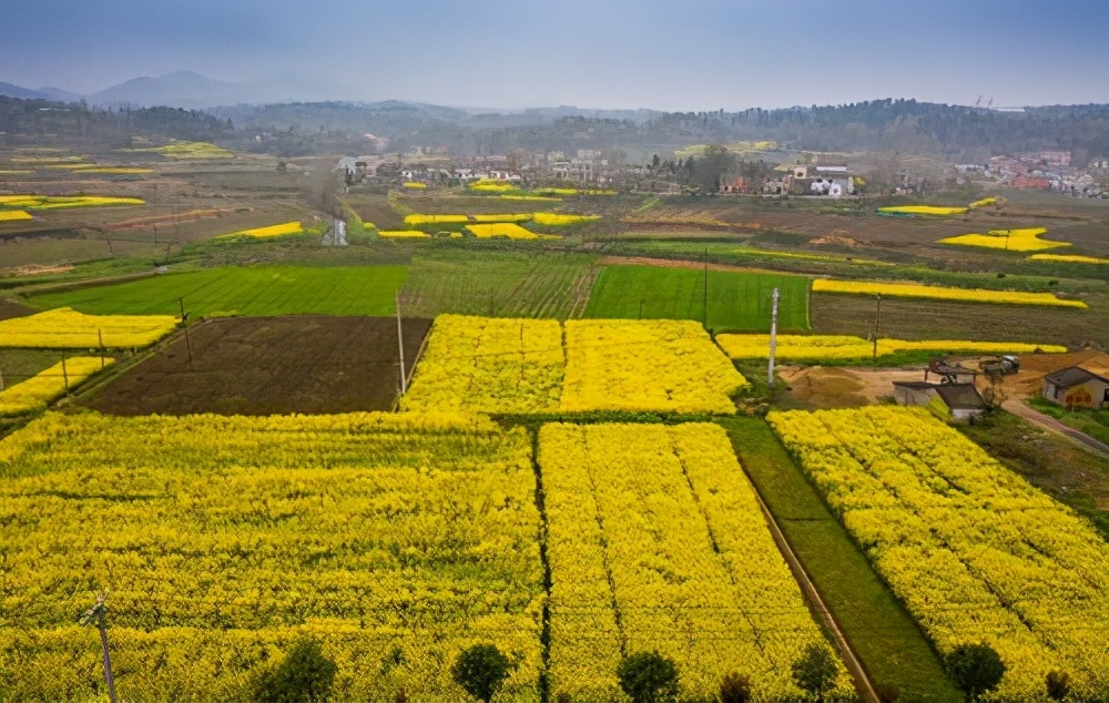 曾都：油菜花竞相怒放 舒展金黄色画卷