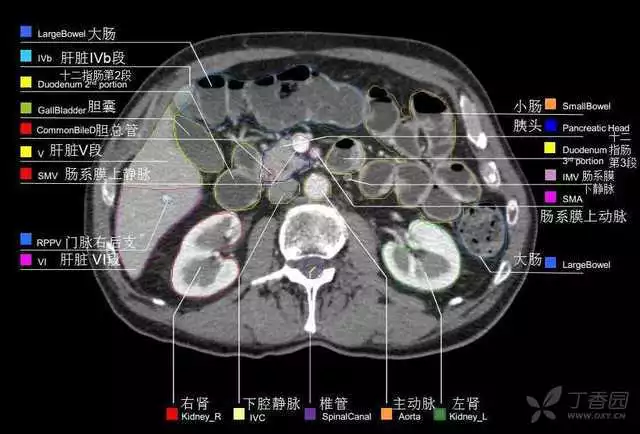 掌握这篇解剖，晋级腹部CT影像诊断高手（精细版）