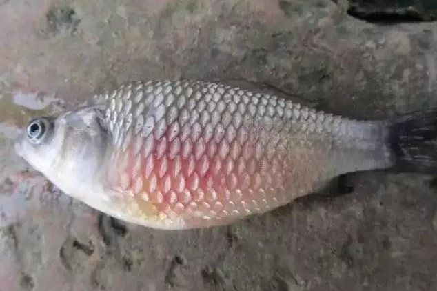鱼竖鳞病是什么原因 鱼竖鳞病怎么治