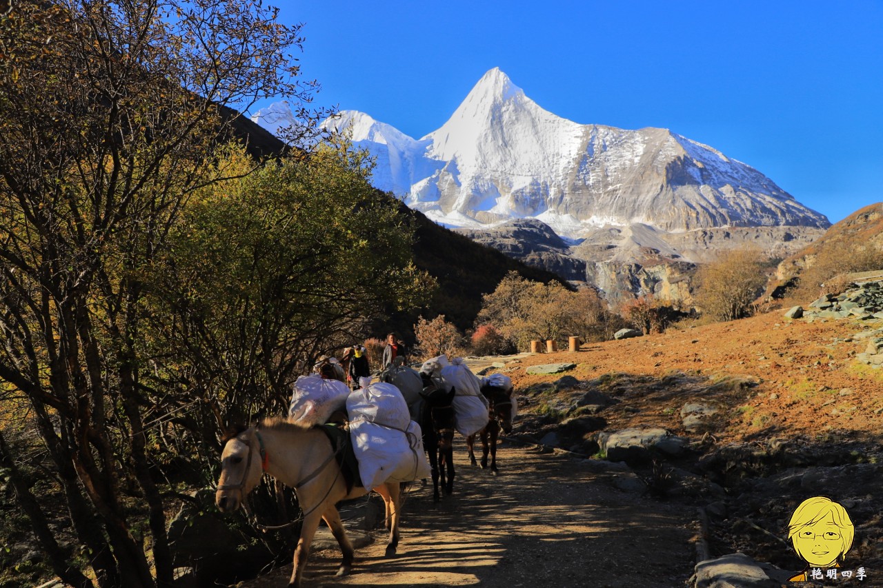 The golden autumn is here again, if you want to go to Aden, Daocheng, you should set off
