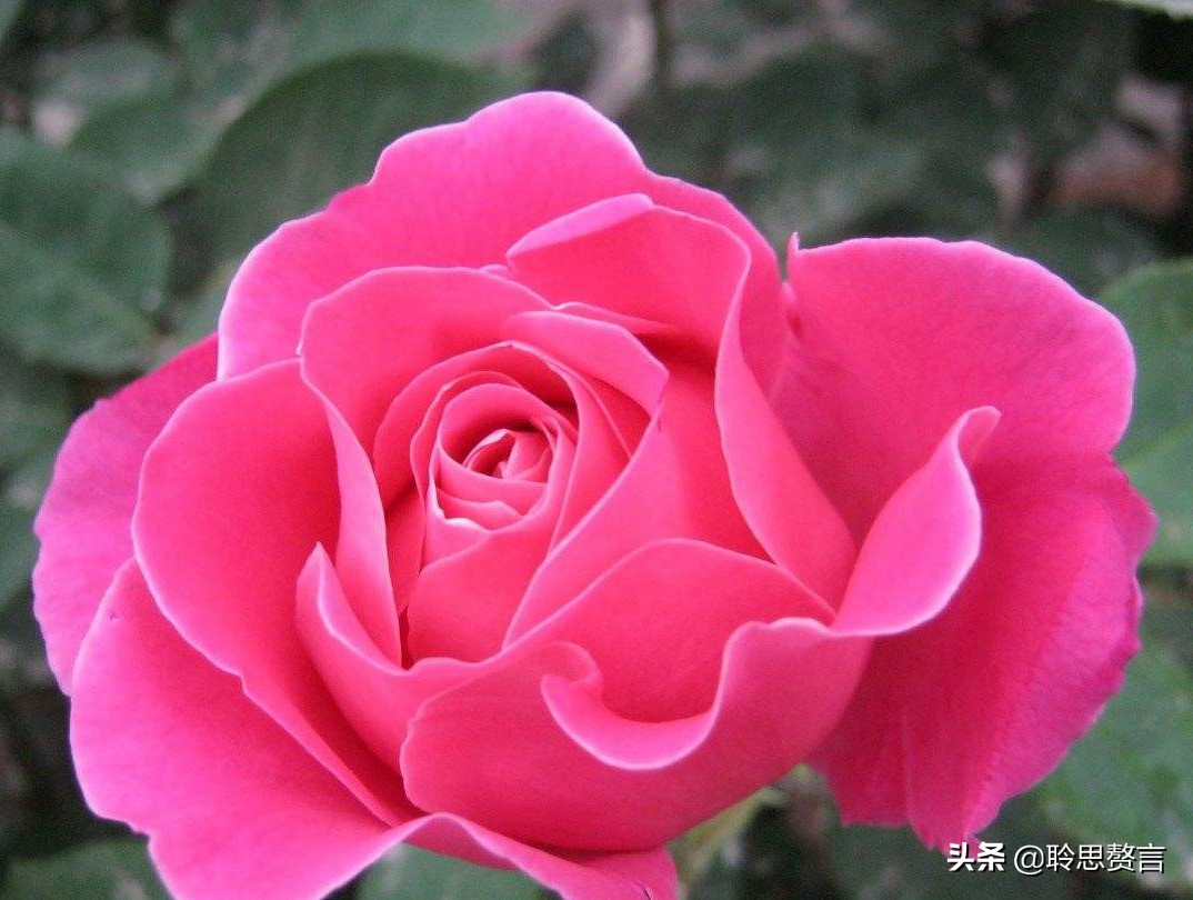 生日祝寿诗词精选四十二首 最美好的祝福，都在诗句里了-第16张图片-非凡网