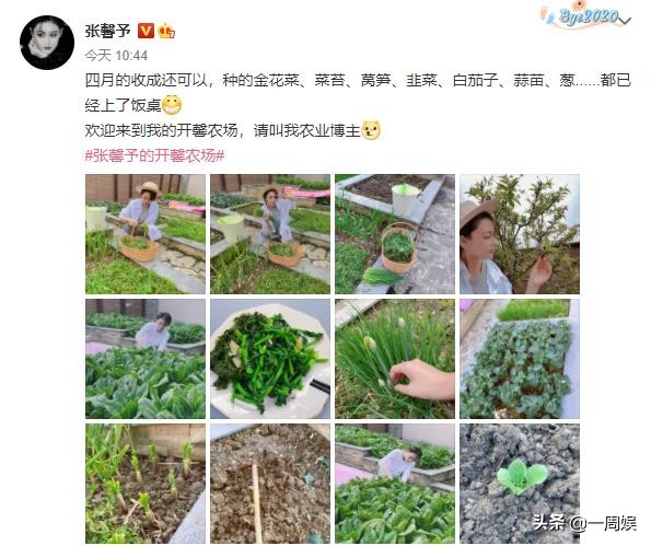 Zhang Xin grants to plant dish inside villa, go to the fields does farm work to exceed ground connection gas, the area arrives greatly can plant peach tree