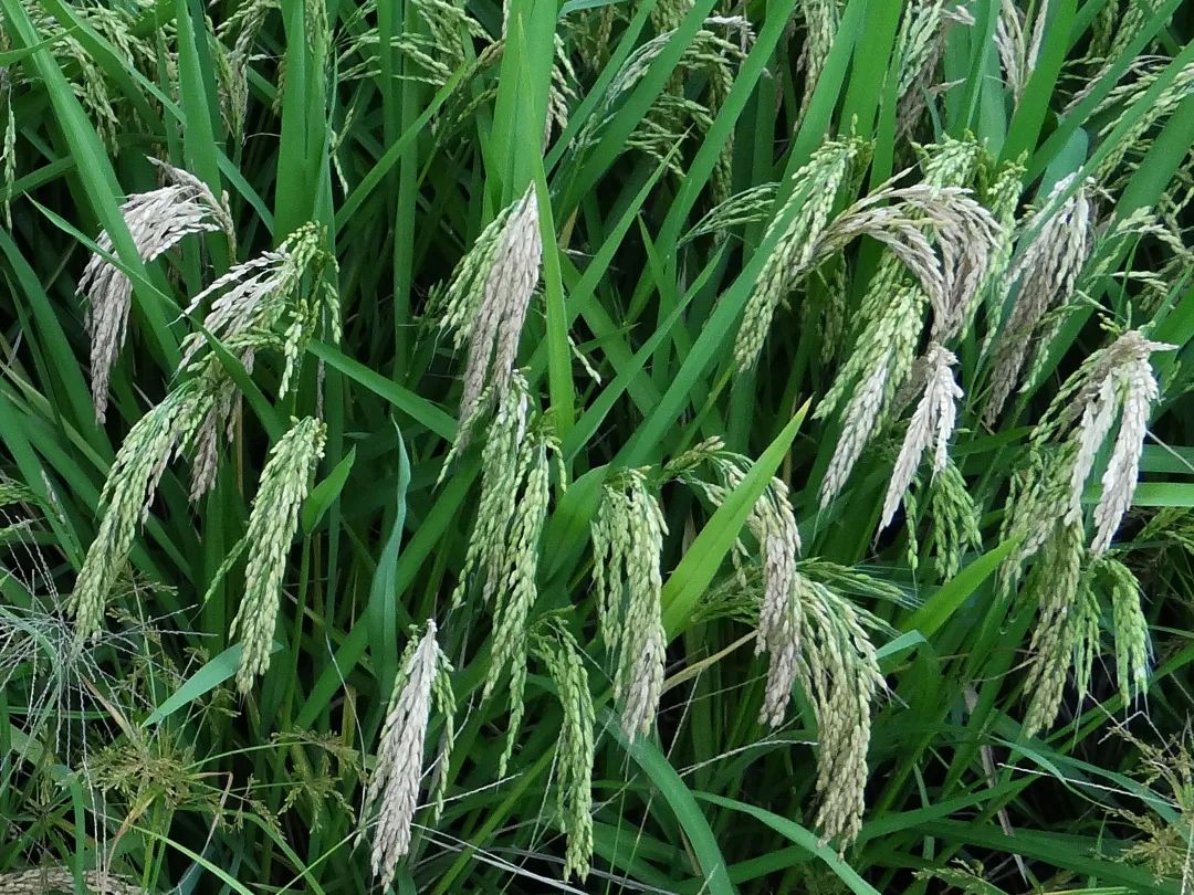 稻瘟病会造成水稻大幅减产，一定要提高警惕