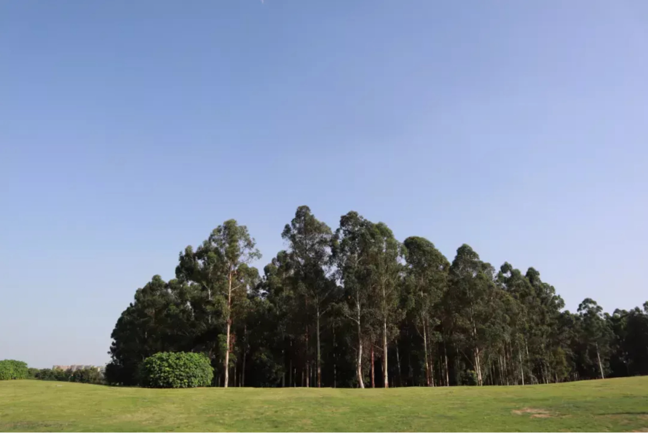 成都市內三大 免費 公園 賞花 野餐 拍飛機 本地人都愛去 四川旅遊寶 Mdeditor