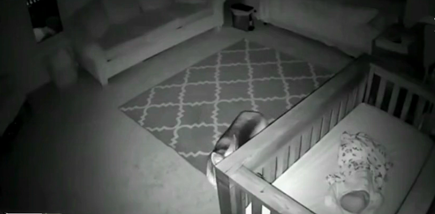 狗狗每晚都跑进婴儿房，主人觉得疑惑，查看监控后忍不住流泪了