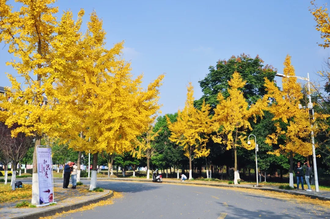 首家华为医学智能学院落户四川，不选四川大学，与成中医牵手成功