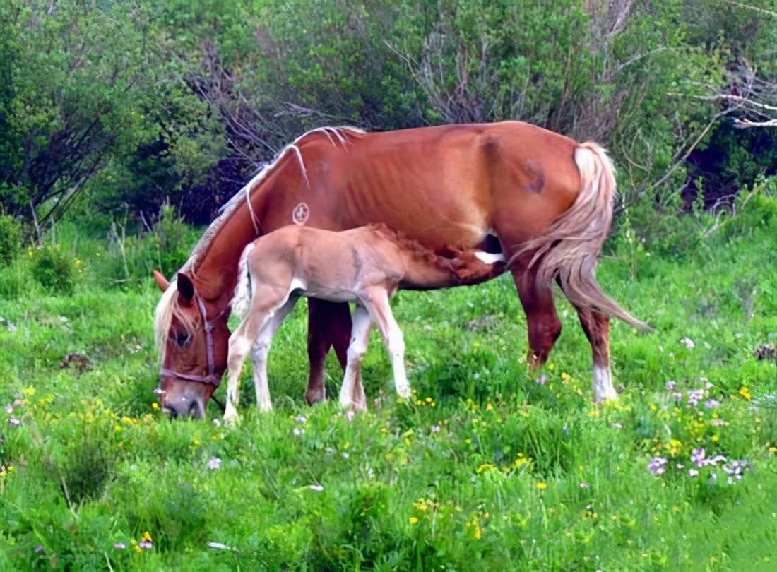 河北旅游：塞罕坝生态体验之旅（图）