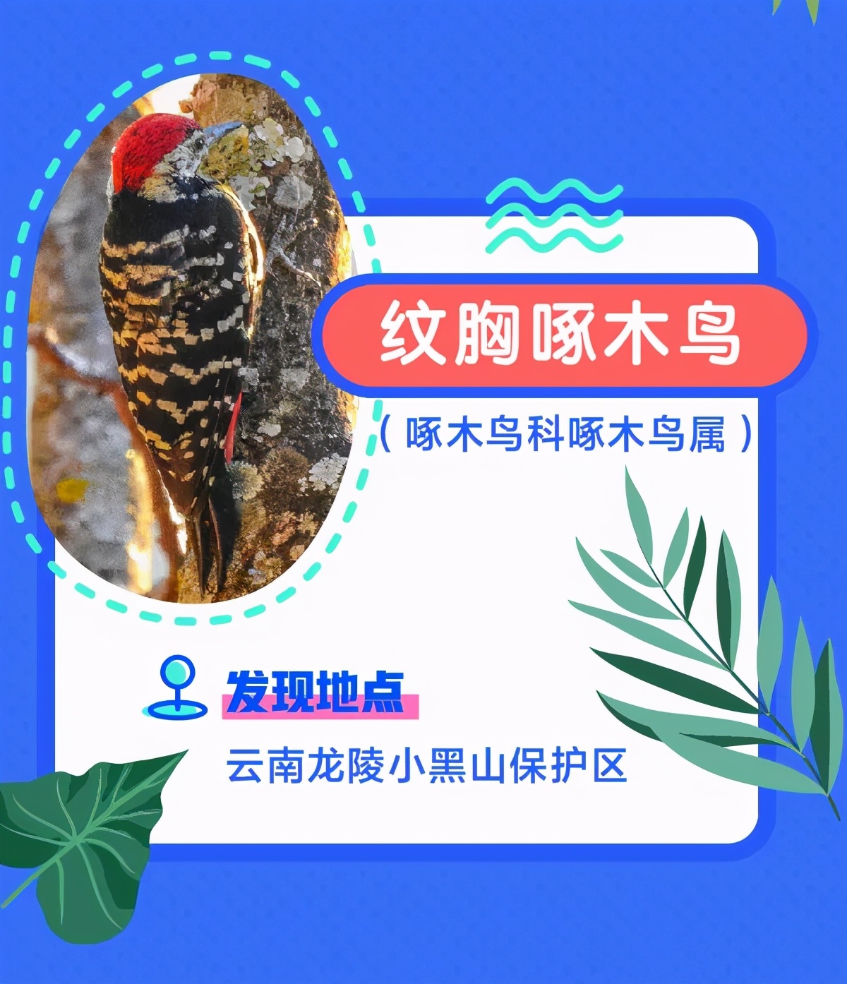 誰還不是個“小可愛”！這些動植物新物種你見過嗎？