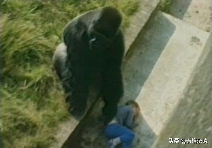 一隻不可思議的大猩猩