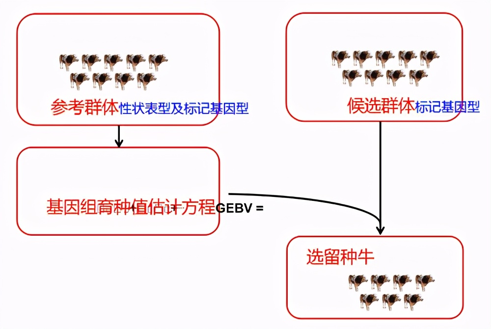 养牛关注：肉牛种业的昨天、今天和明天