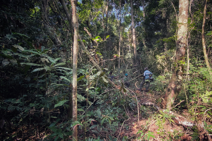 一个中国人在非洲伐木场的日常生活